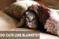 Do cats like it when you cover them with a blanket?