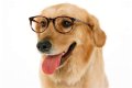Prescription Glasses for Dogs - ABC News