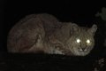 What color eyes do bobcats have in light?